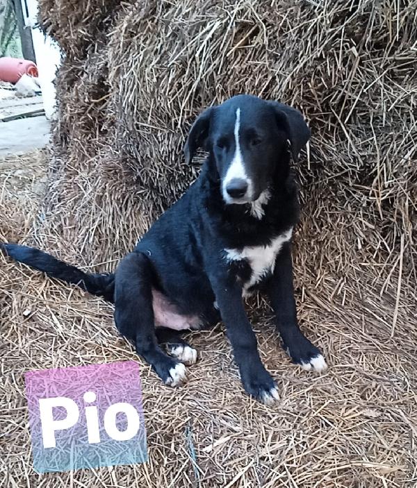 Pio Cucciolo Simil Pastore Taglia Media